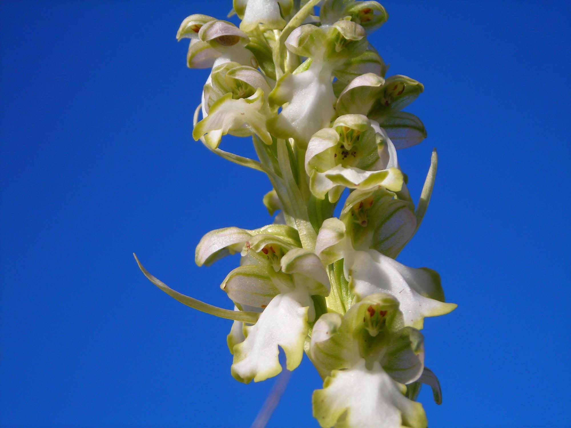 Himantoglosum robertianum albino